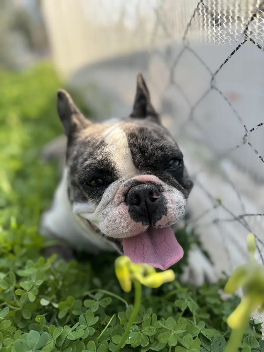 Милый французский бульдог