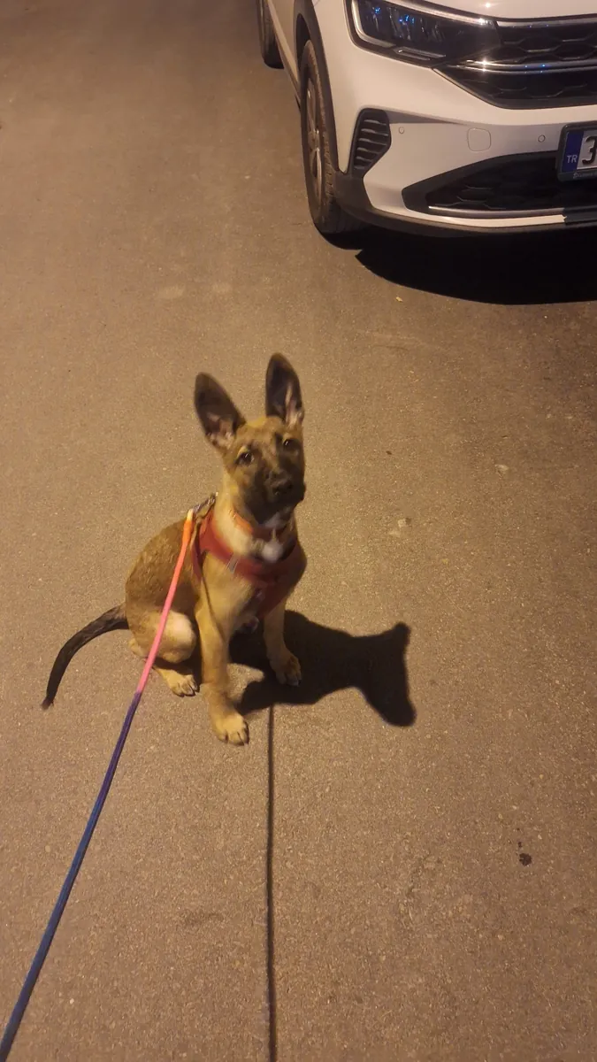 Eğitimli çok sevecen bi mali