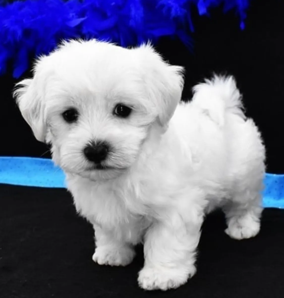 Regalo cachorro de Bichon maltés Maltes Mini