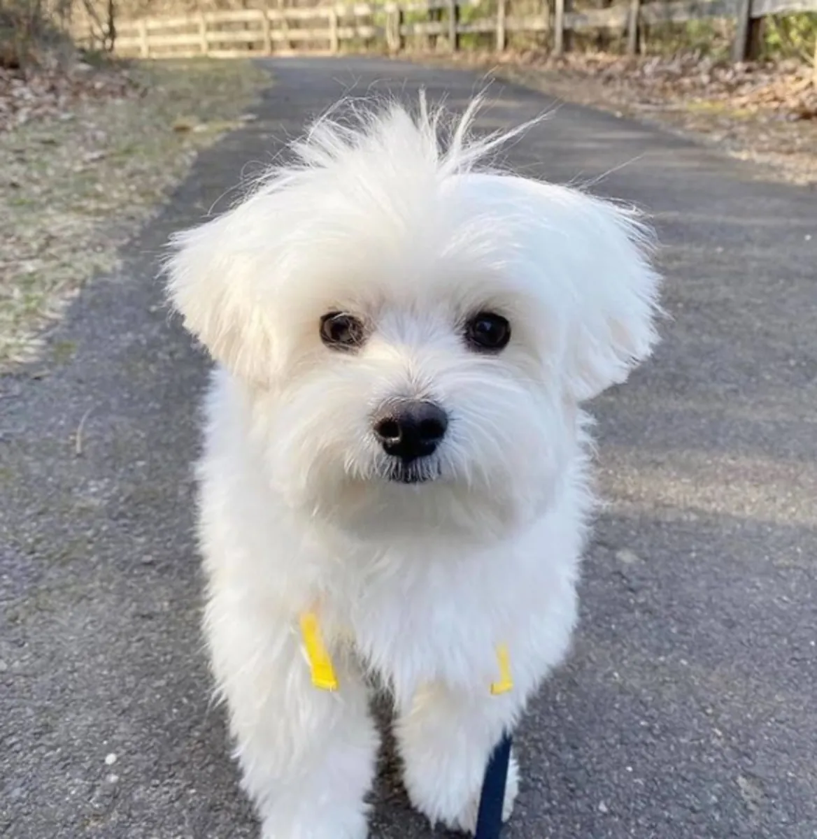 Regalo cachorro de Bichon maltés Maltes Mini