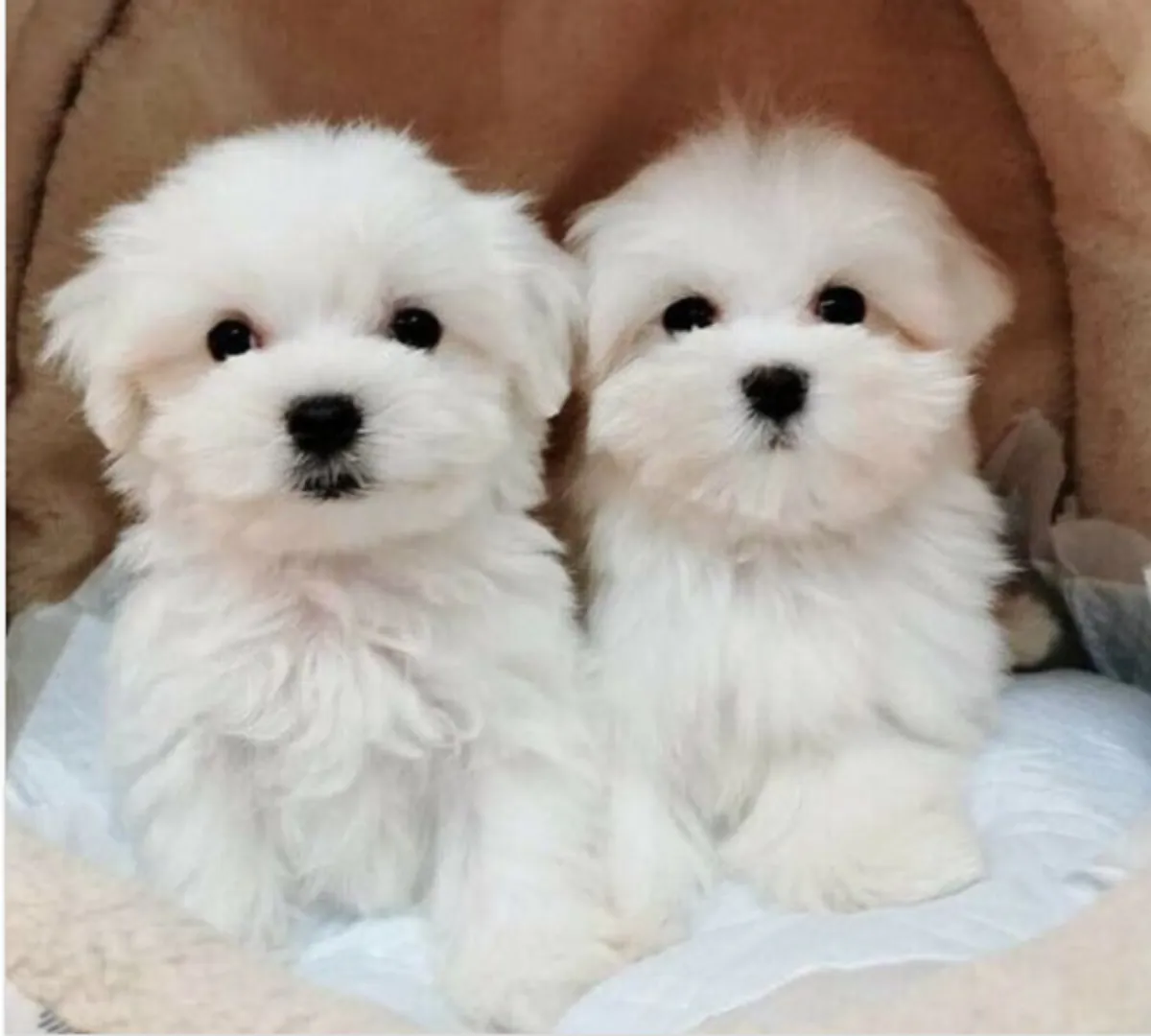 Regalo cachorro de Bichon maltés Maltes Mini