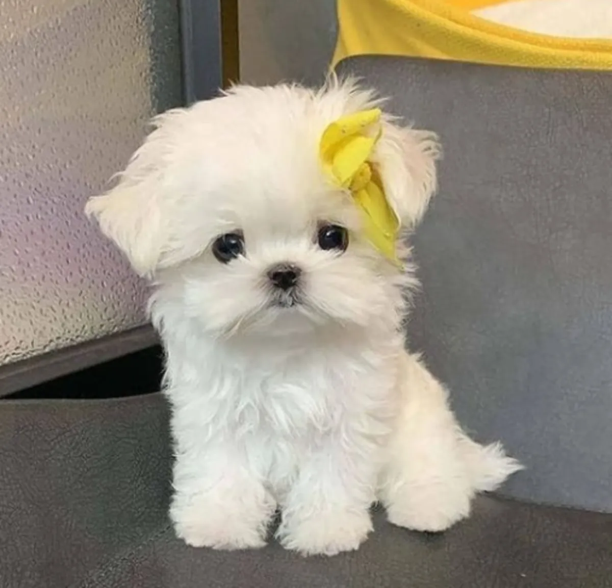 Regalo cachorro de Bichon maltés Maltes Mini