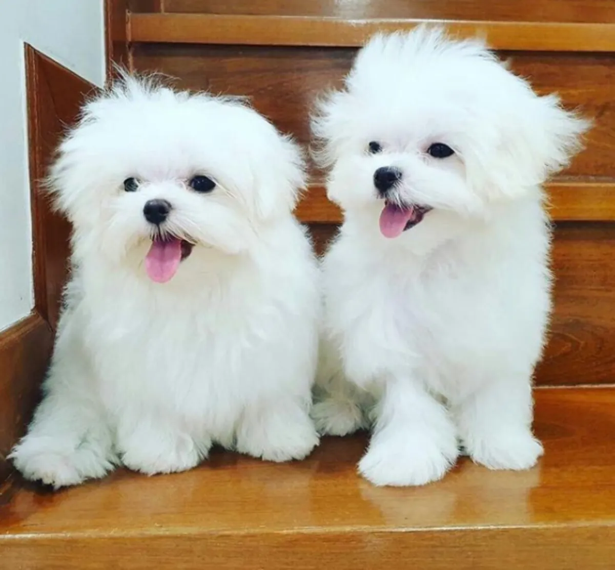 Regalo cachorro de Bichon maltés Maltes Mini