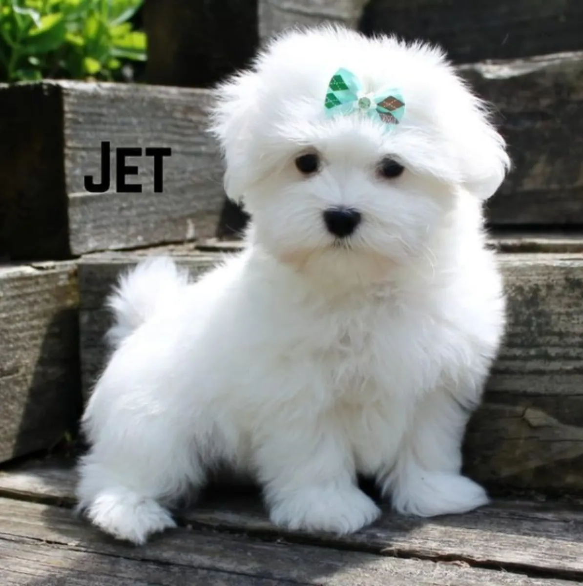 Regalo cachorro de Bichon maltés Maltes Mini