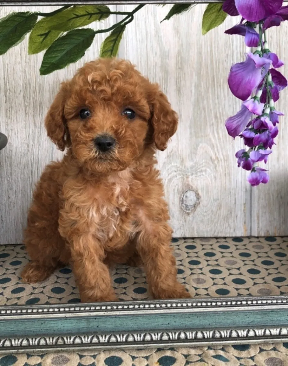 Miniature X Toy Poodle Boy Only Pra Clear