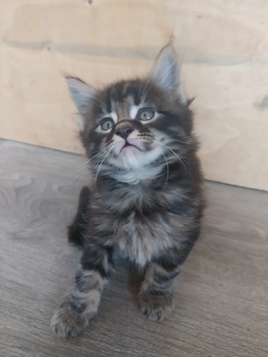 Maine Coon kittens