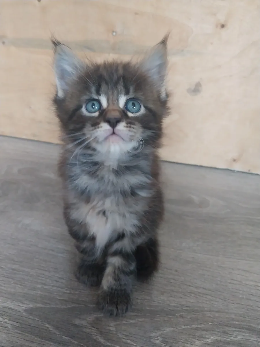 Maine Coon kittens