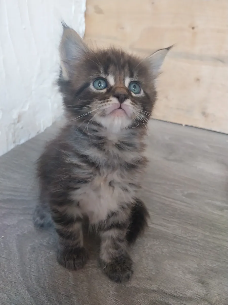 Maine Coon kittens