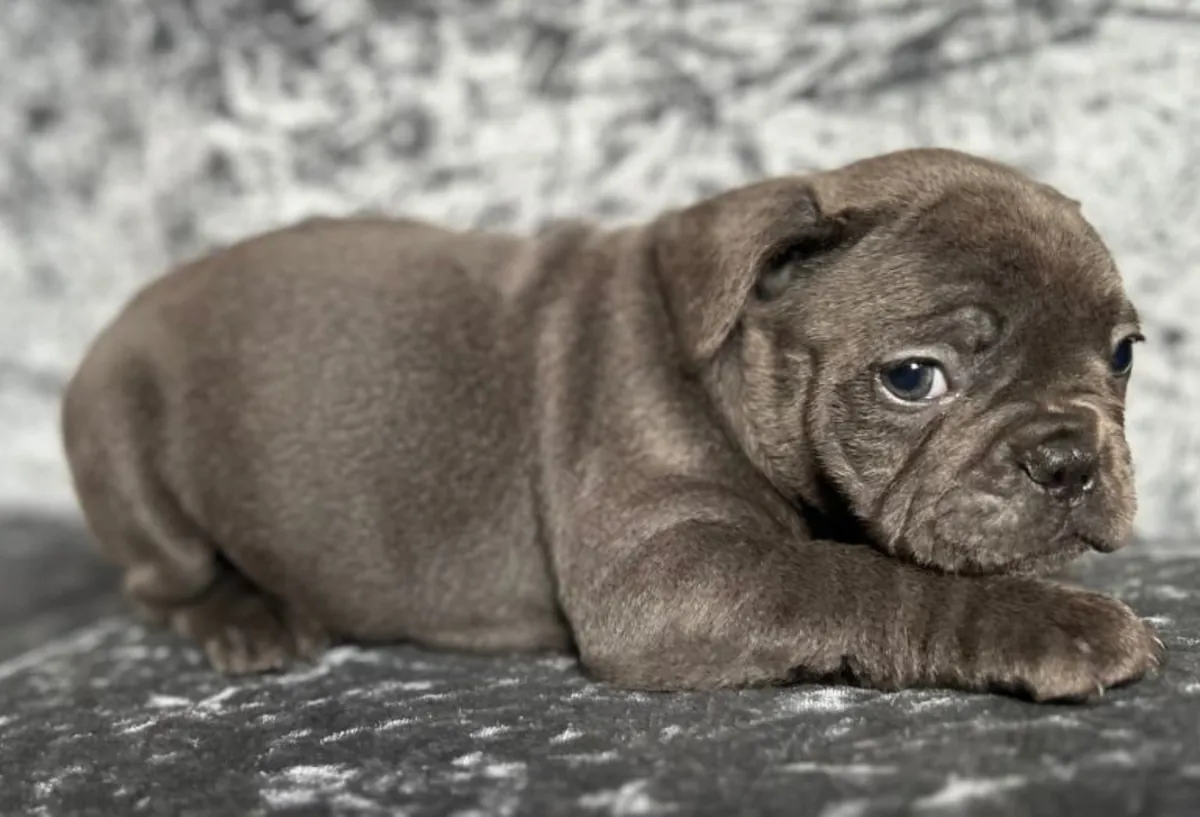 Chiots bouledogue français bleus de 9 semaines