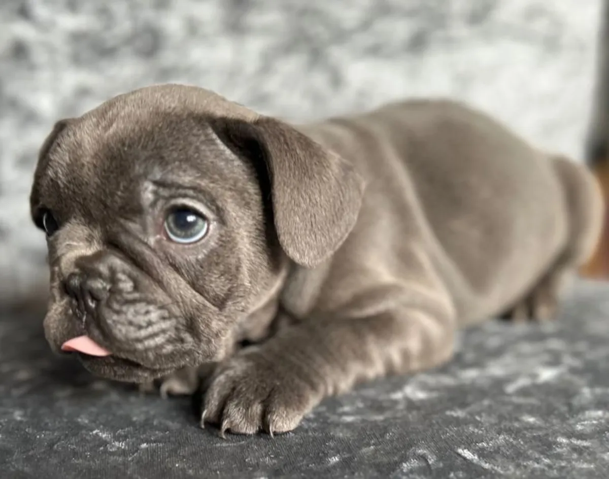 Chiots bouledogue français bleus de 9 semaines