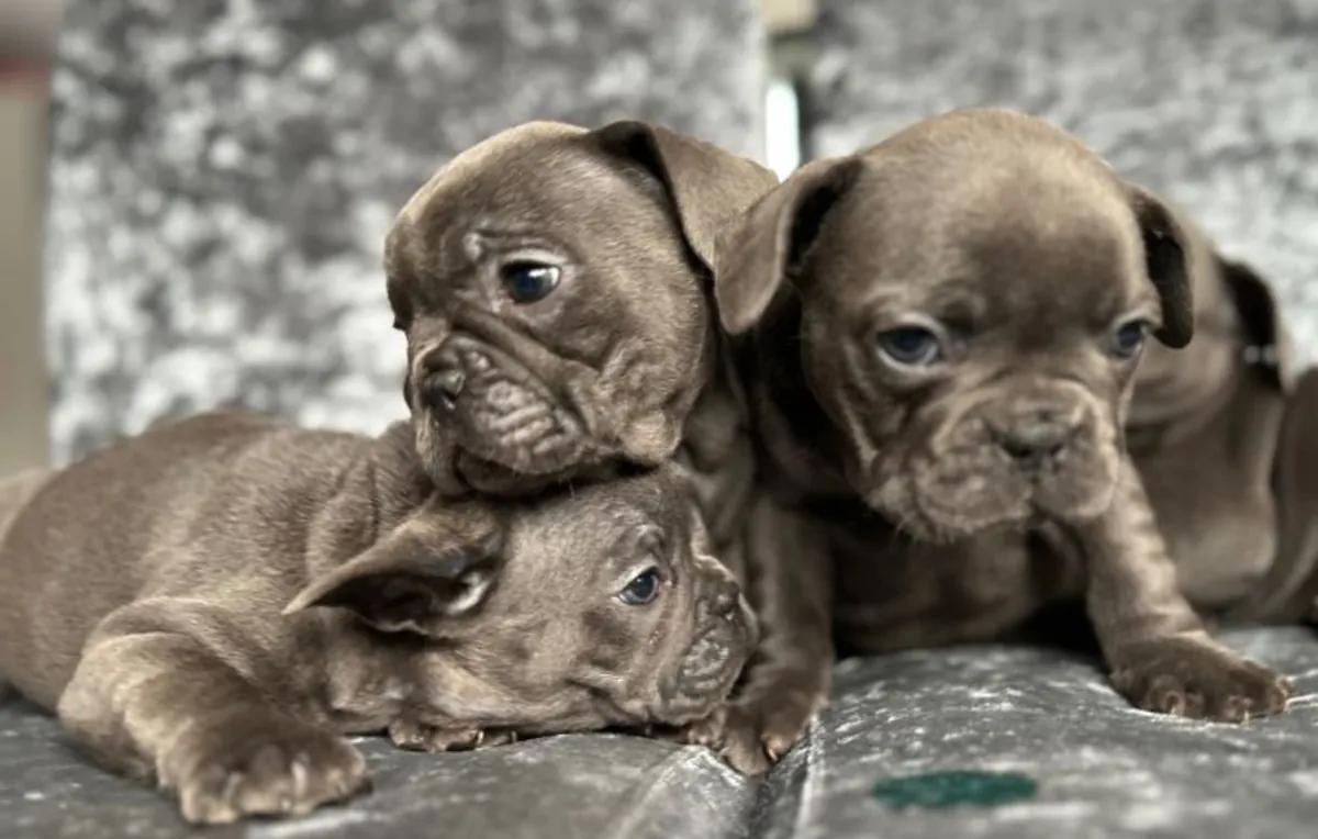 Chiots bouledogue français bleus de 9 semaines