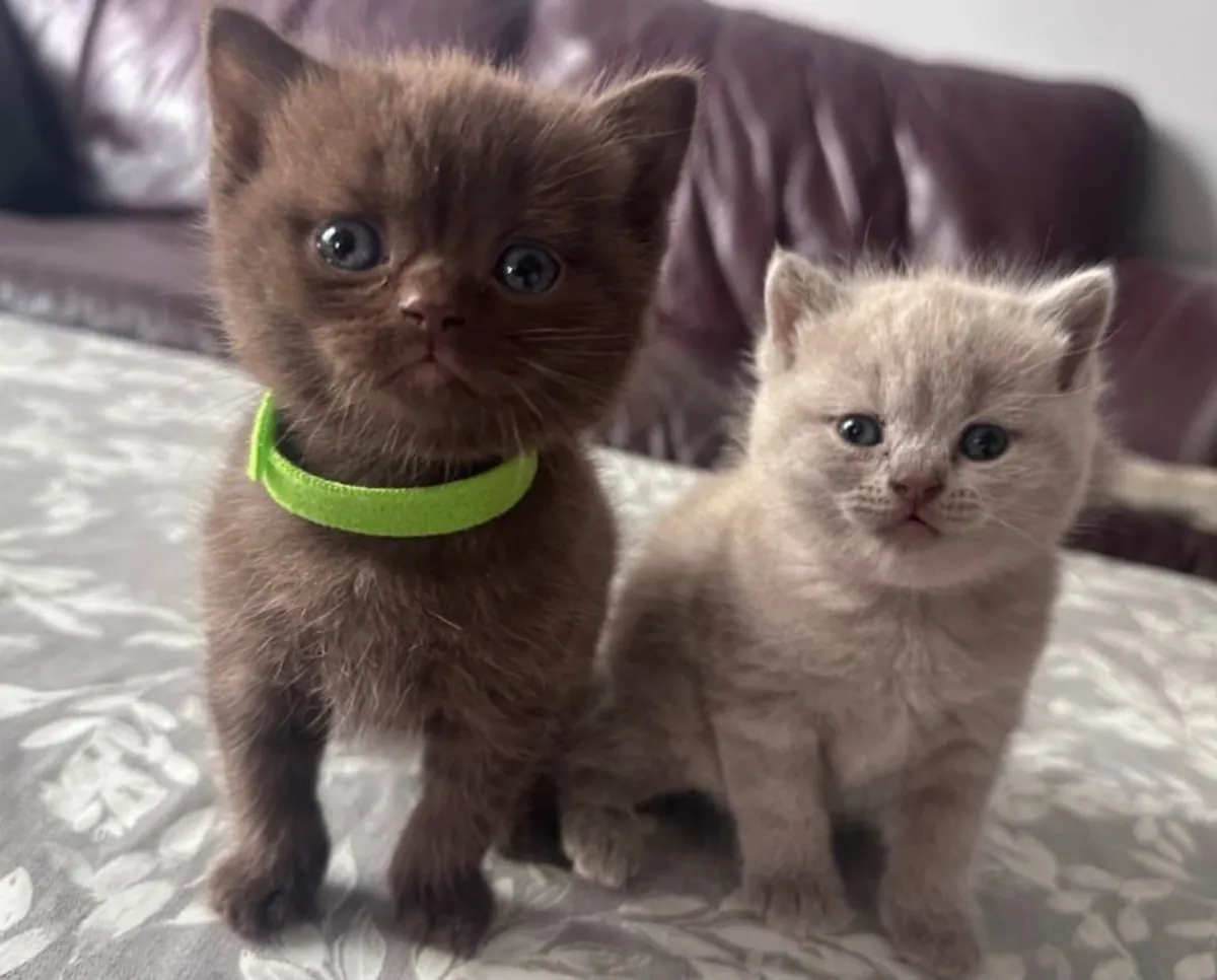 British short hair kittens