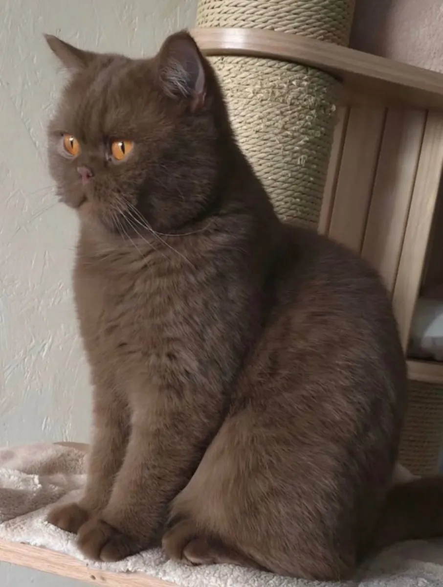 British short hair kittens