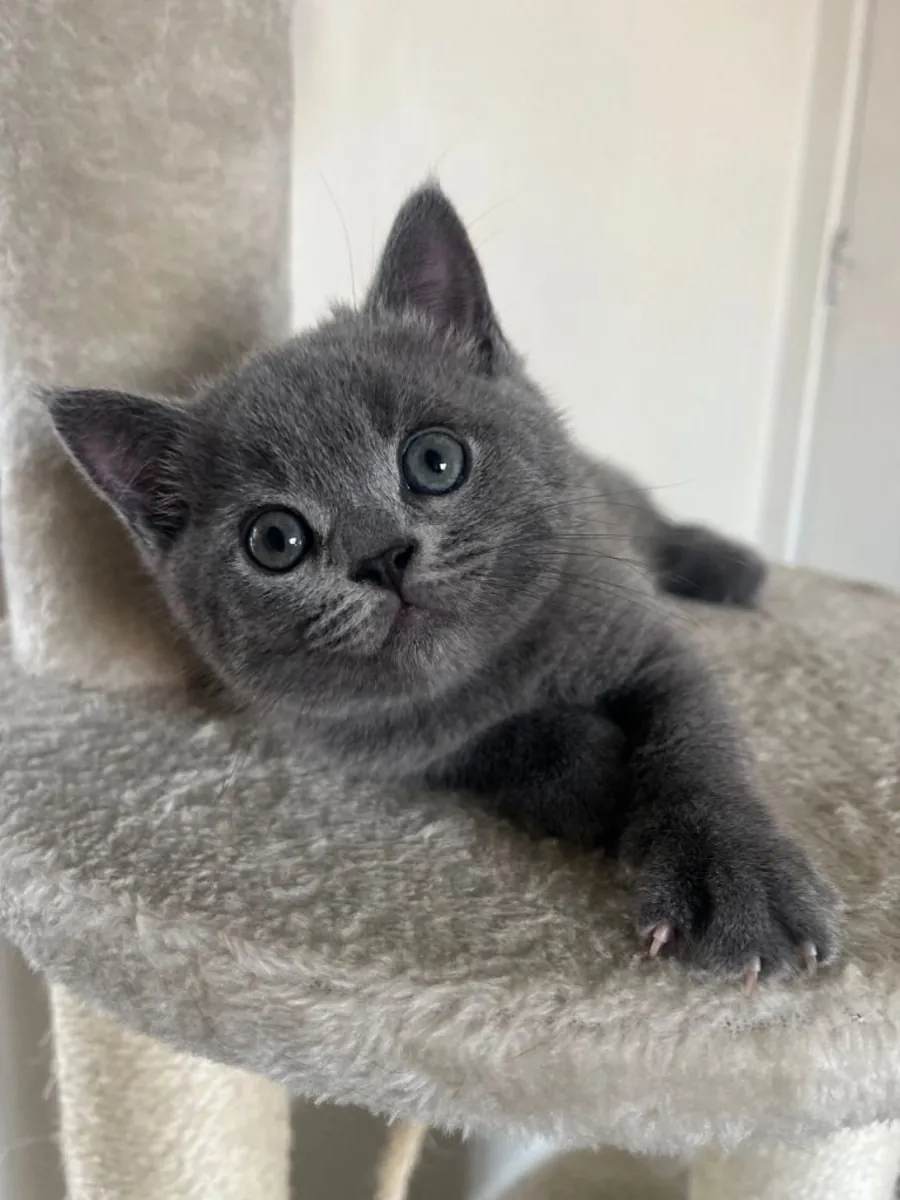 Beautiful British Shorthair Kitten