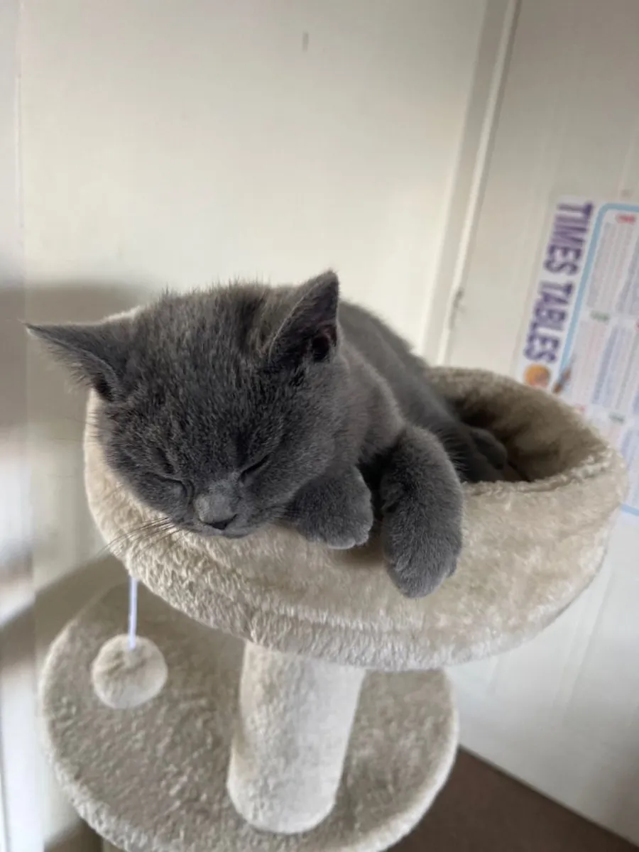 Beautiful British Shorthair Kitten