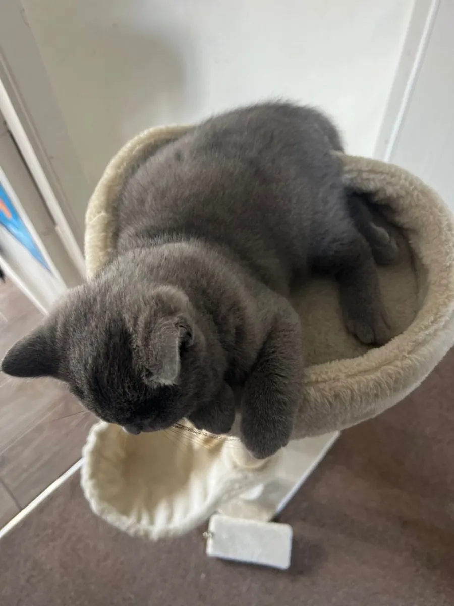 Beautiful British Shorthair Kitten