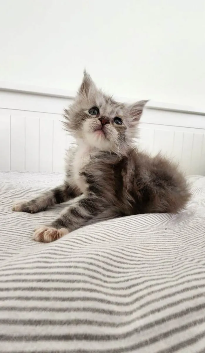 Magnifiques chatons Maine Coon