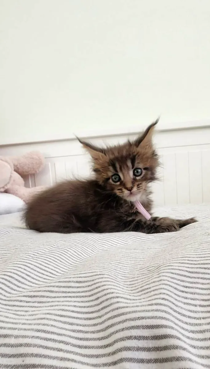 Magnifiques chatons Maine Coon