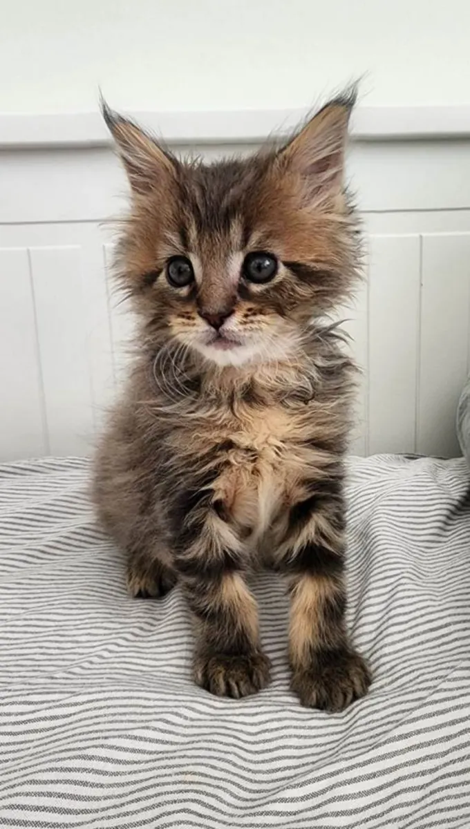 Magnifiques chatons Maine Coon