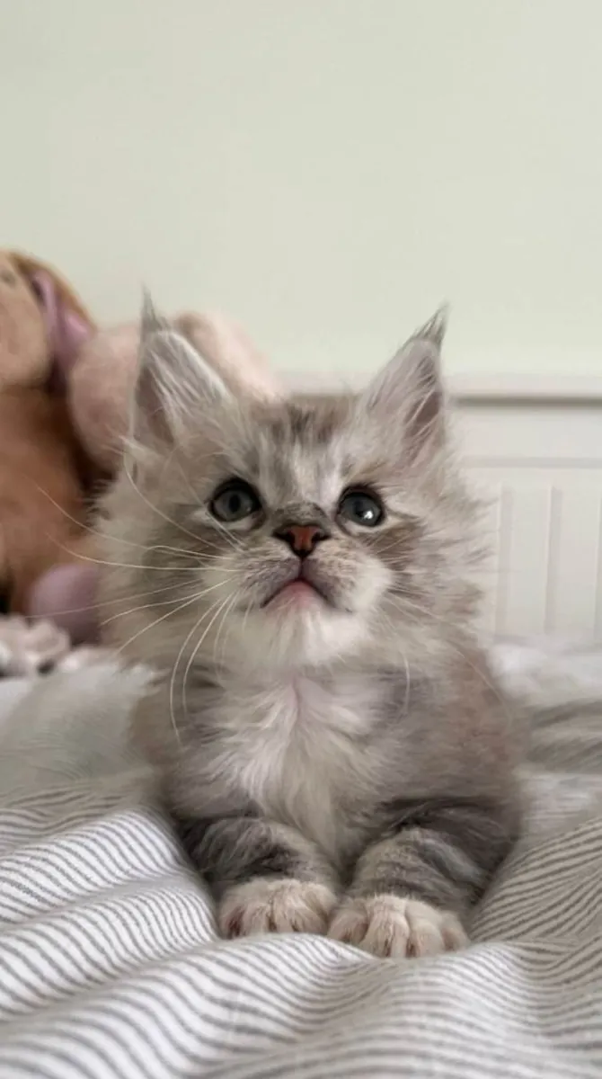 Magnifiques chatons Maine Coon