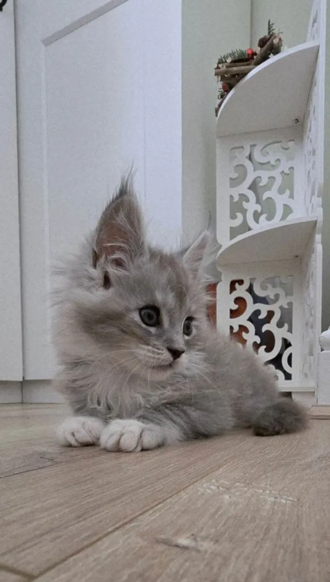 Magnifiques chatons Maine Coon