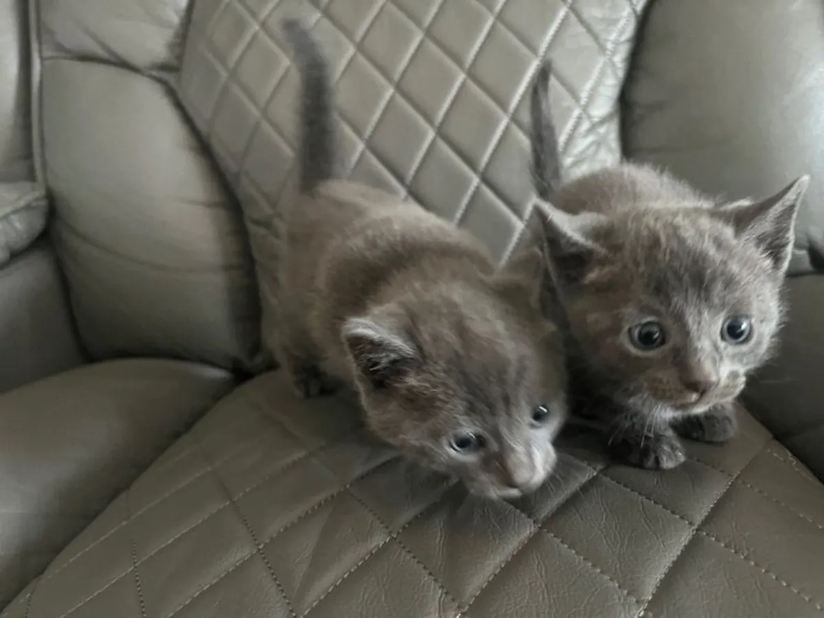 Birbirinden güzel Rus mavisi yavru kediler, sevgi dolu yuvalarını bekliyor.
