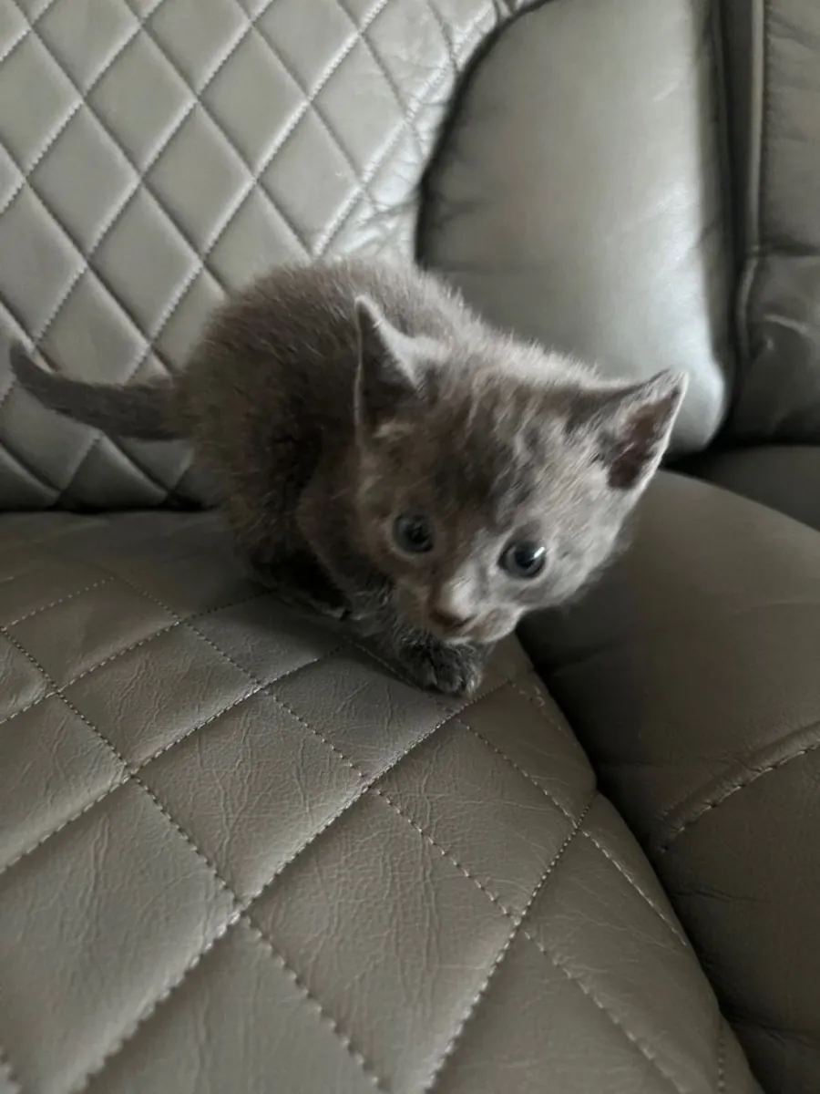 Birbirinden güzel Rus mavisi yavru kediler, sevgi dolu yuvalarını bekliyor.