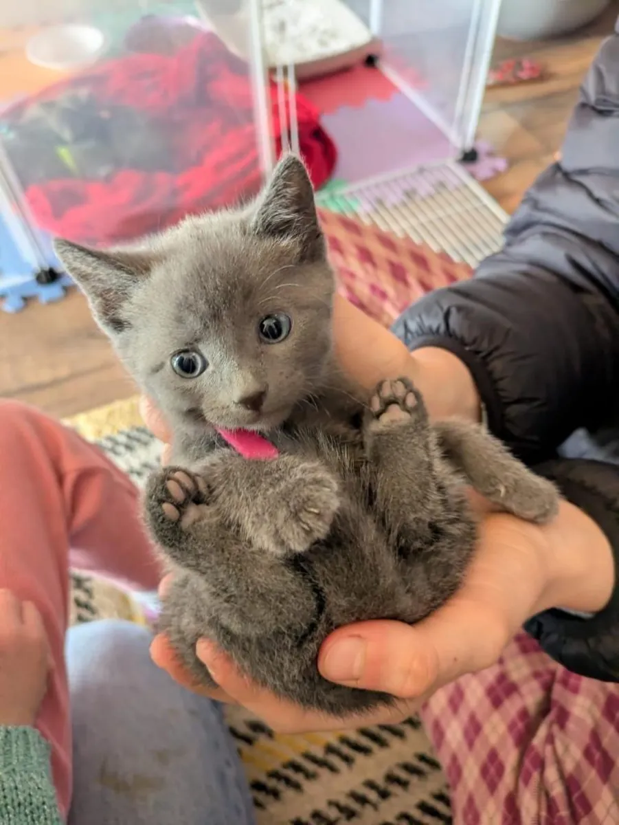 Birbirinden güzel Rus mavisi yavru kediler, sevgi dolu yuvalarını bekliyor.