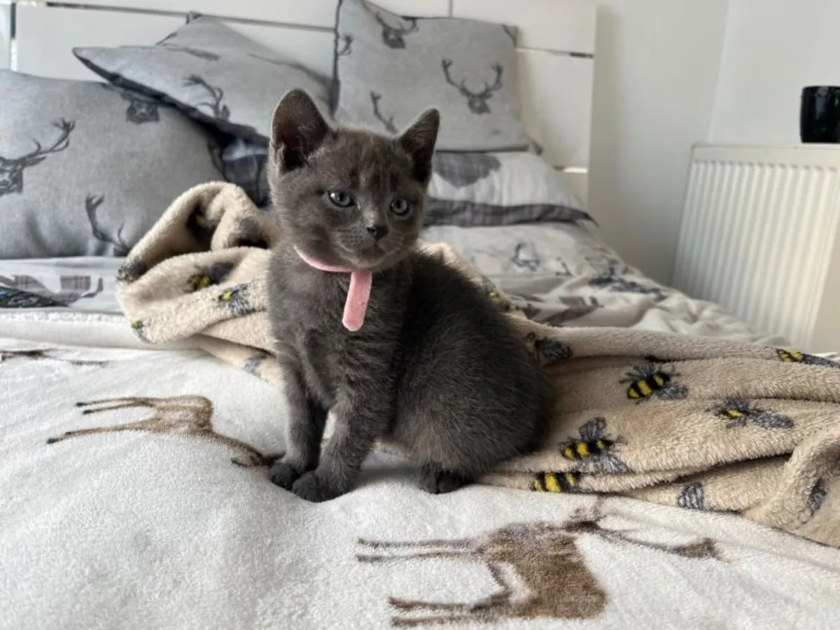 Birbirinden güzel Rus mavisi yavru kediler, sevgi dolu yuvalarını bekliyor.