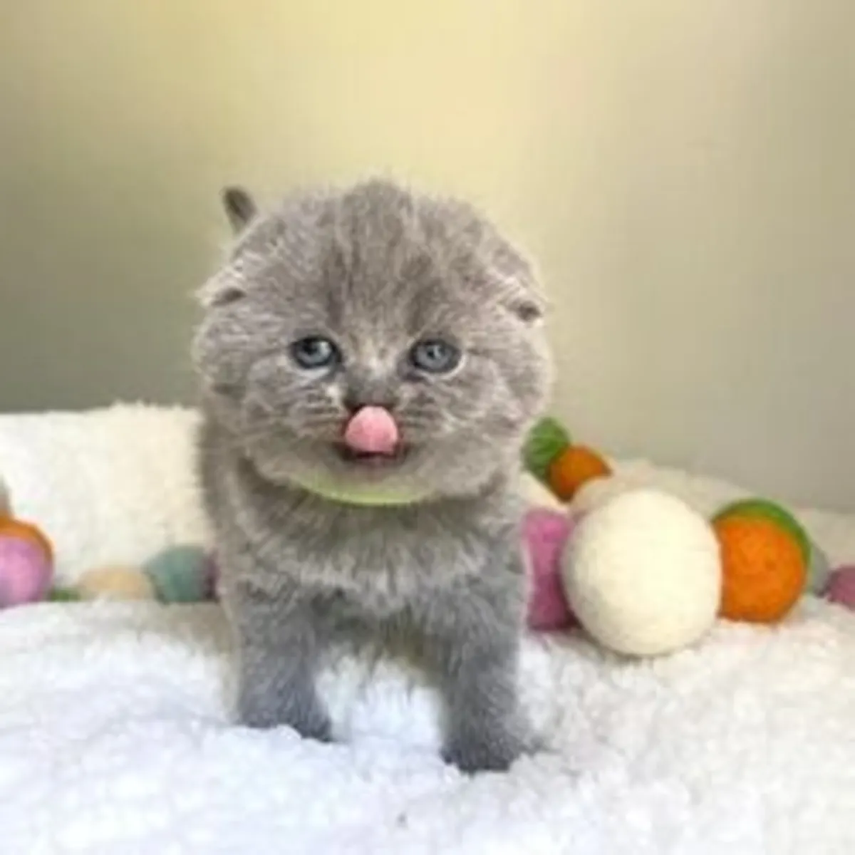 Scottish fold kittens