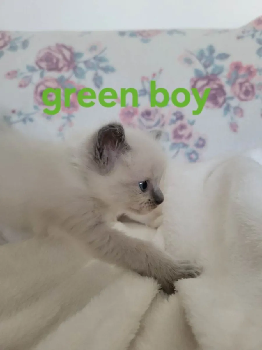 4 прекрасных котенка породы рэгдолл