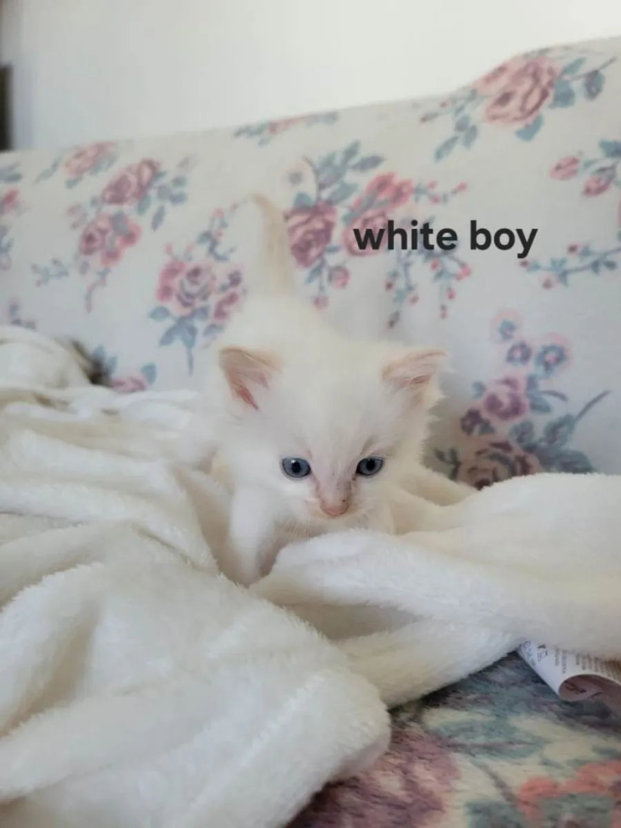 4 прекрасных котенка породы рэгдолл