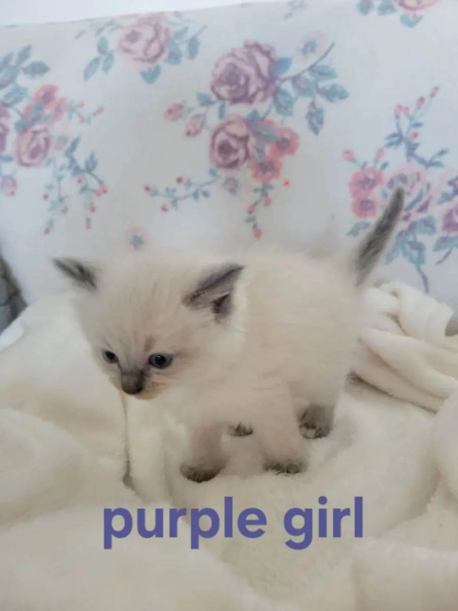 4 прекрасных котенка породы рэгдолл