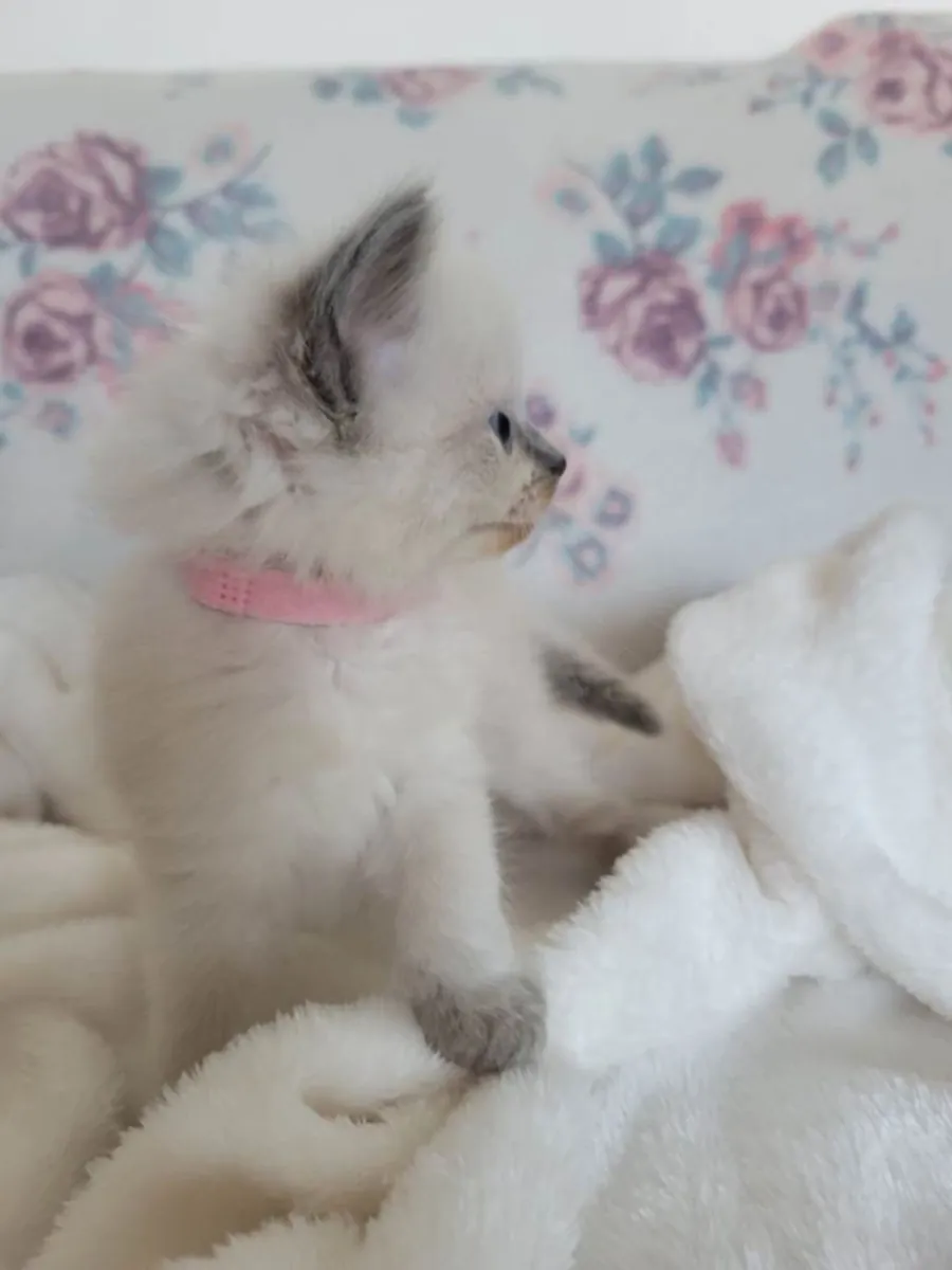 4 прекрасных котенка породы рэгдолл