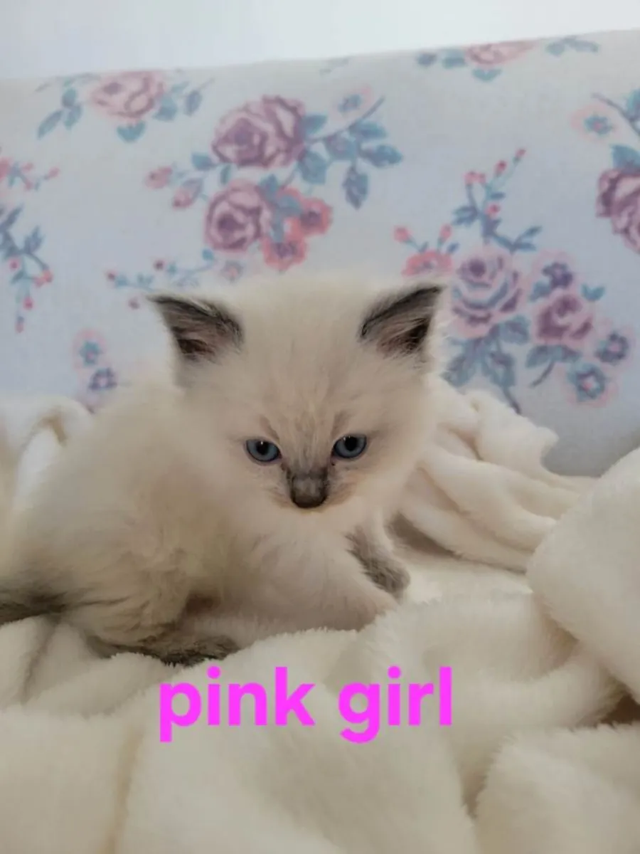 4 прекрасных котенка породы рэгдолл