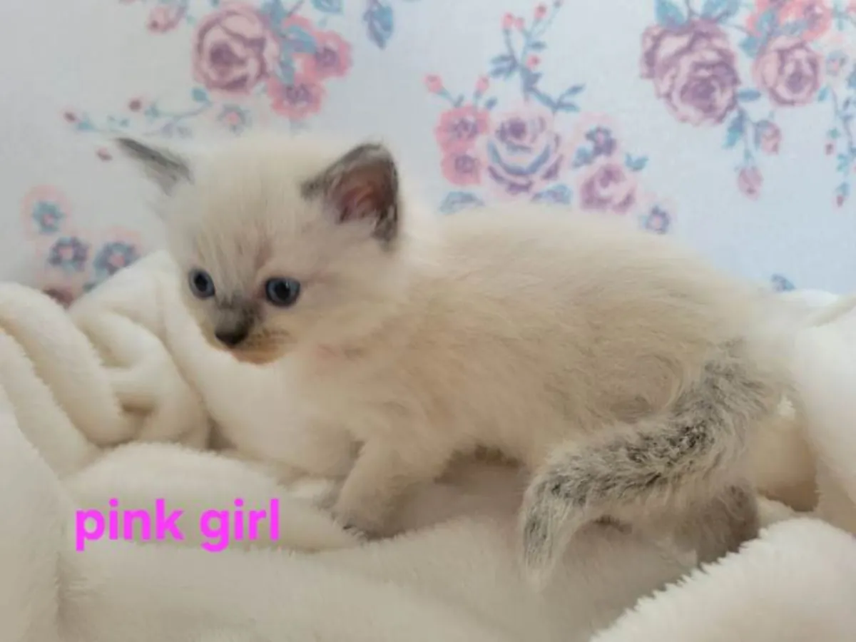 4 прекрасных котенка породы рэгдолл