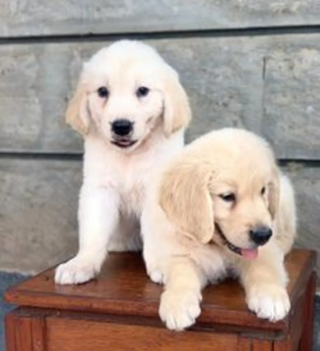 Cachorros Golden Retriever disponibles