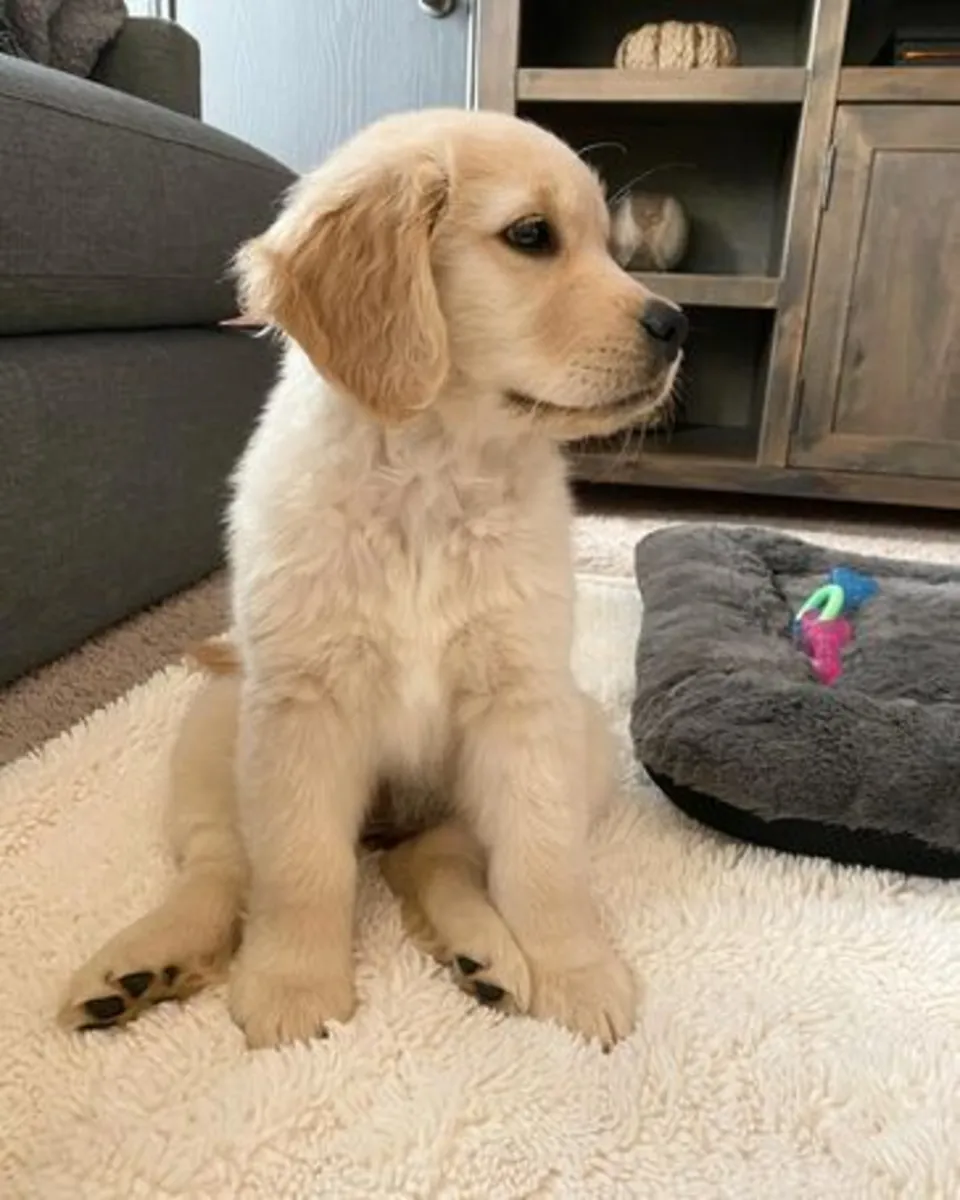 Cachorros Golden Retriever disponibles