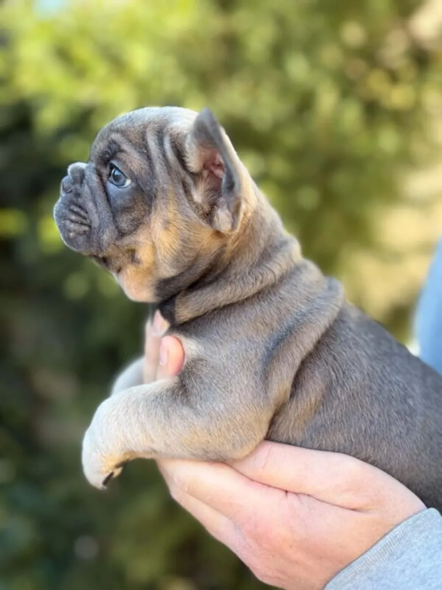 Adorable french bulldog puppy 