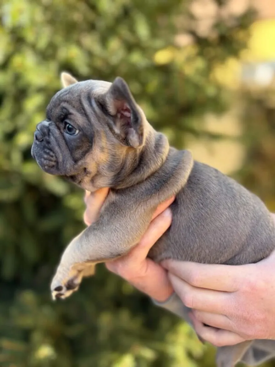 Adorable french bulldog puppy 