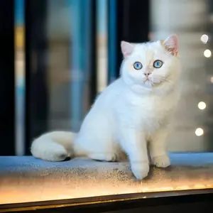 albus