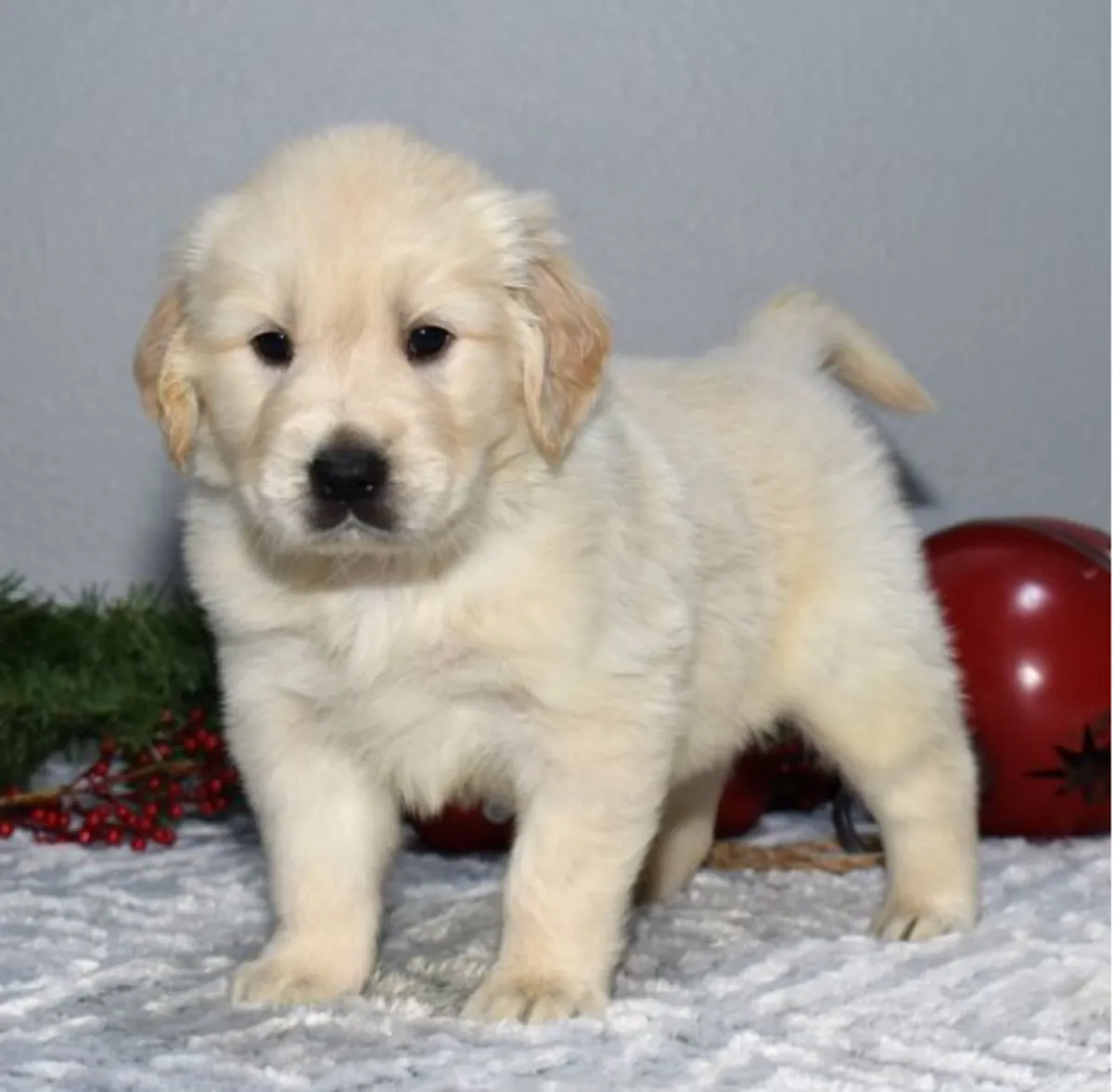 Regalo cachorro de GOLDEN RETRIEVER para adopcion