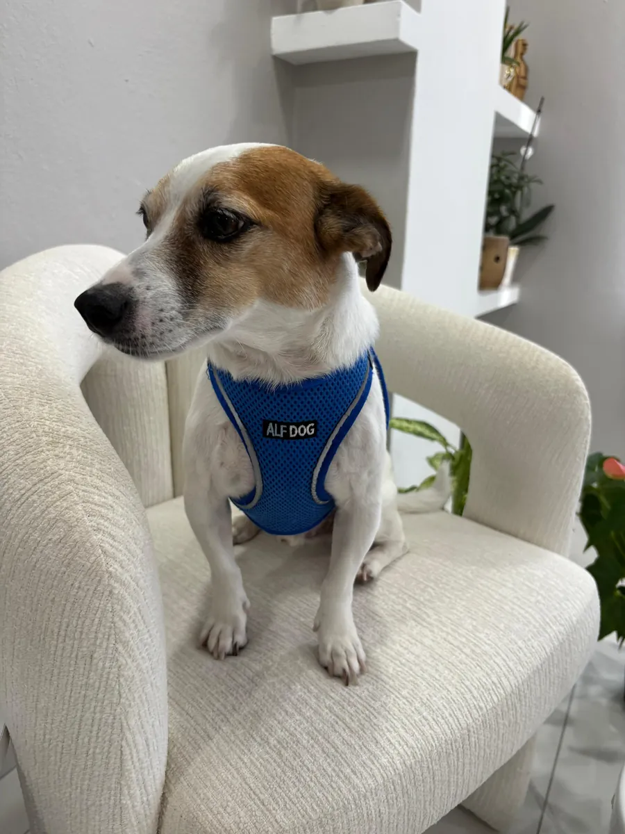 Милый джек-рассел-терьер