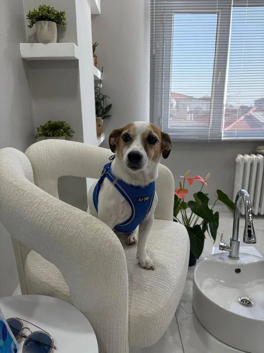 Милый джек-рассел-терьер