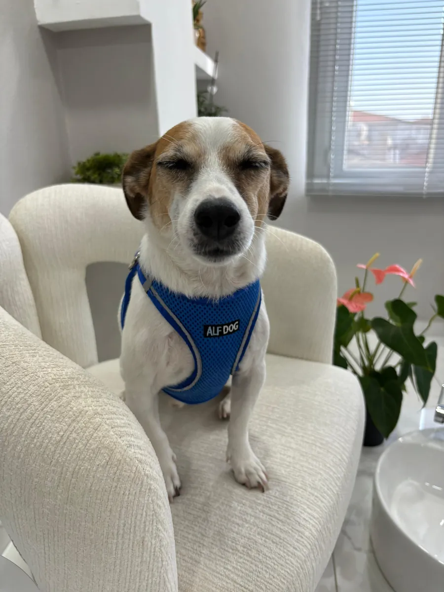 Милый джек-рассел-терьер