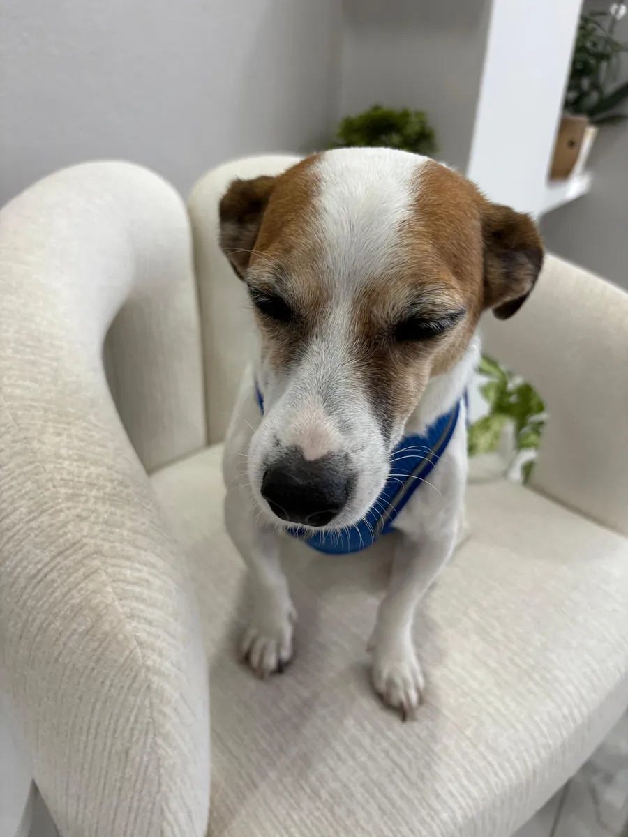 Милый джек-рассел-терьер