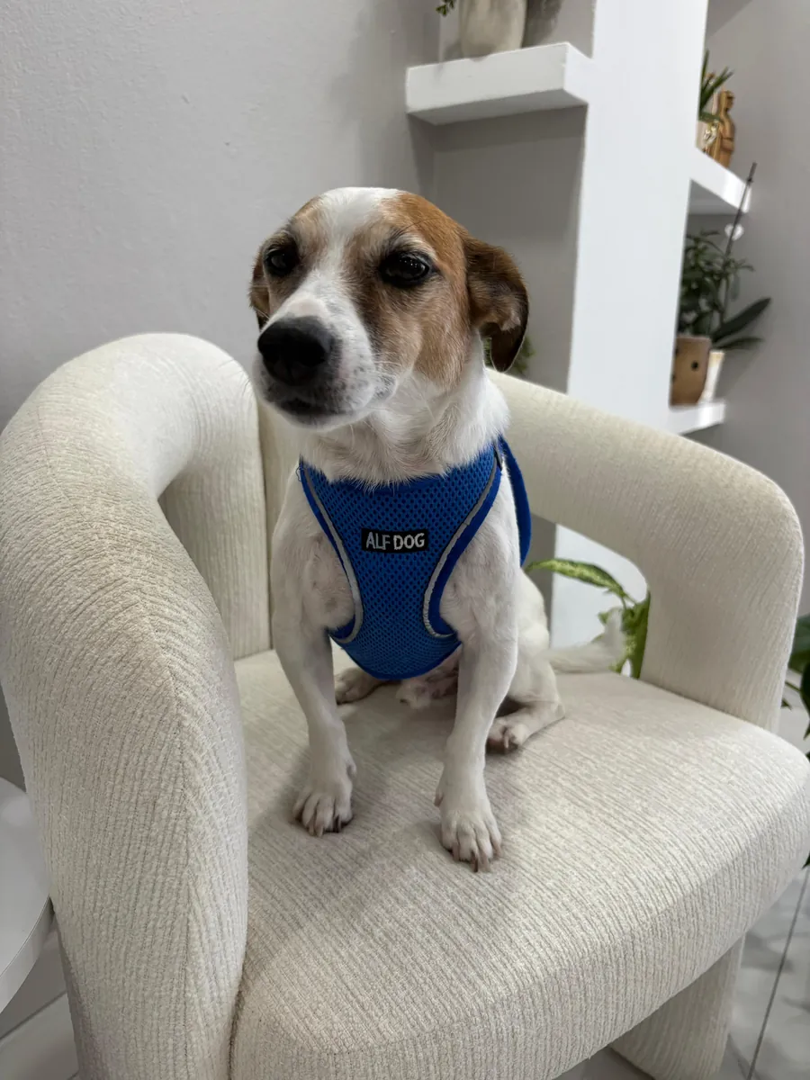 Милый джек-рассел-терьер