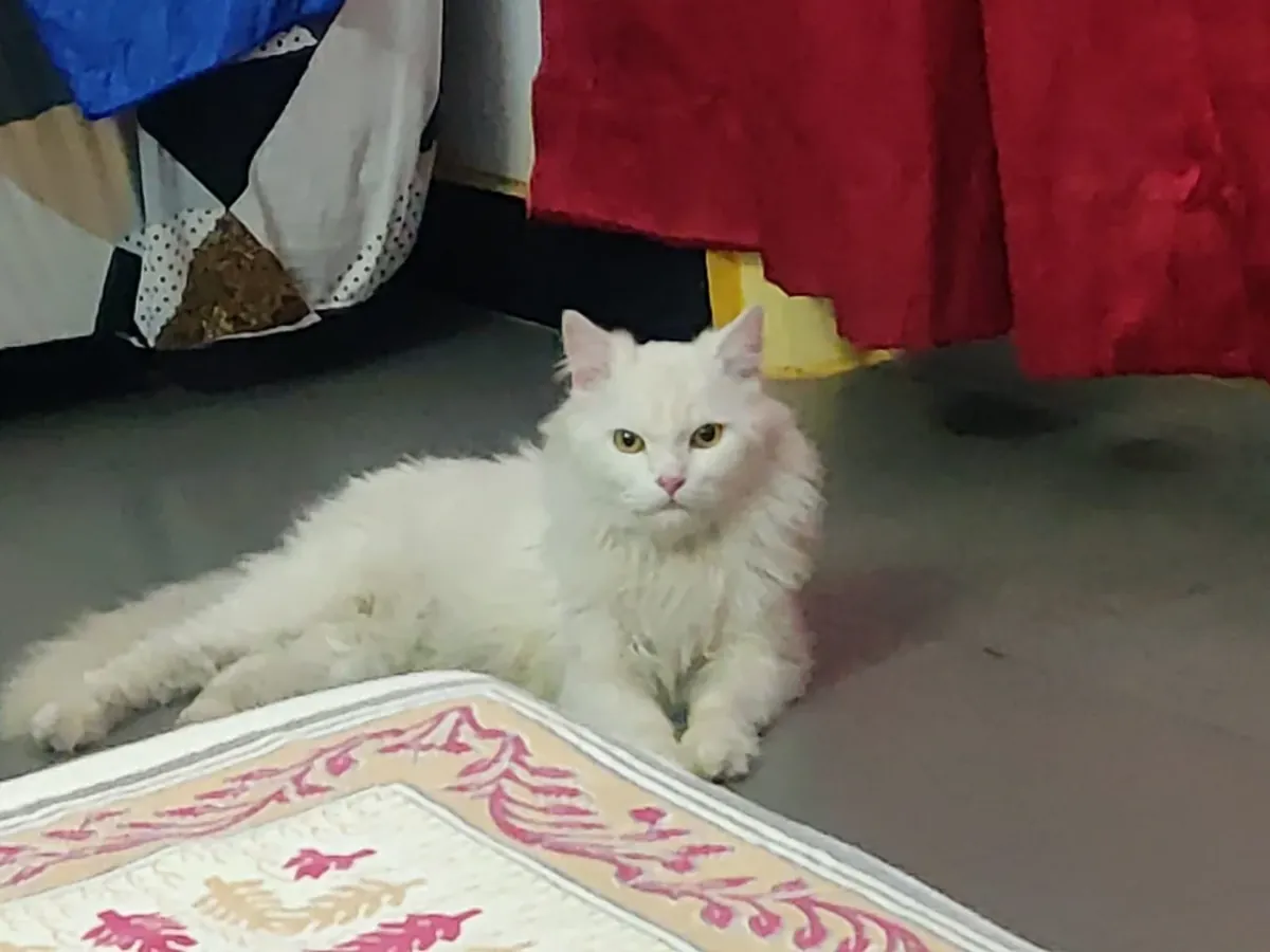 Persian Cat for Free Adoption – Urgently Needing a Home