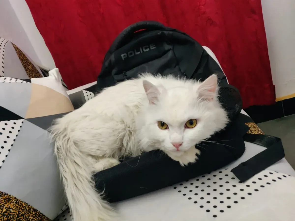 Persian Cat for Free Adoption – Urgently Needing a Home