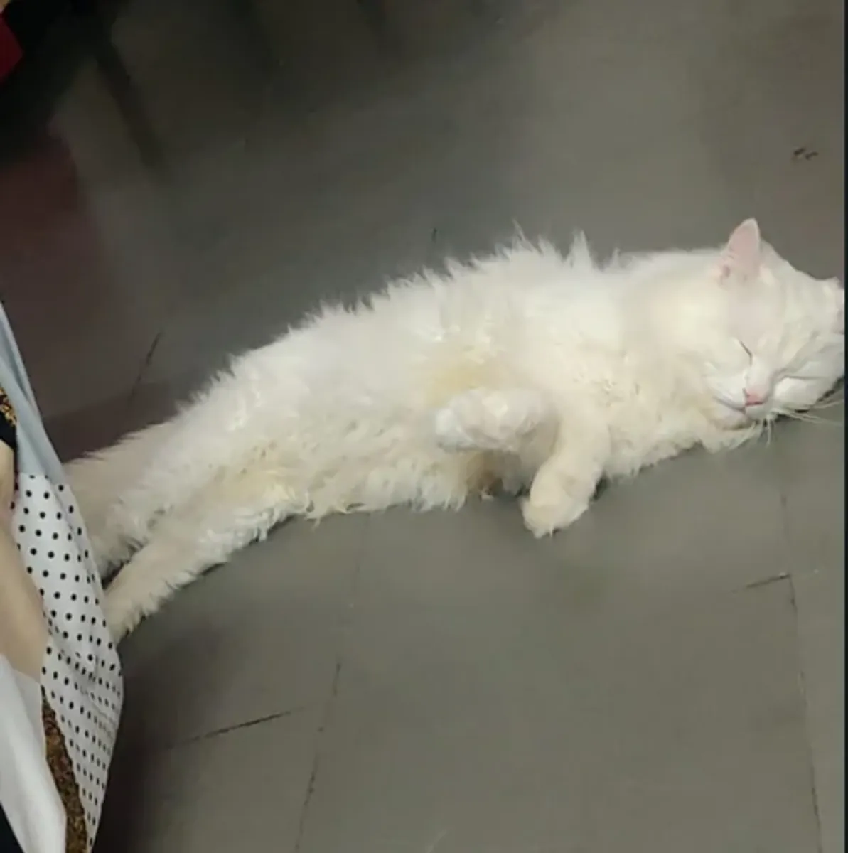 Persian Cat for Free Adoption – Urgently Needing a Home